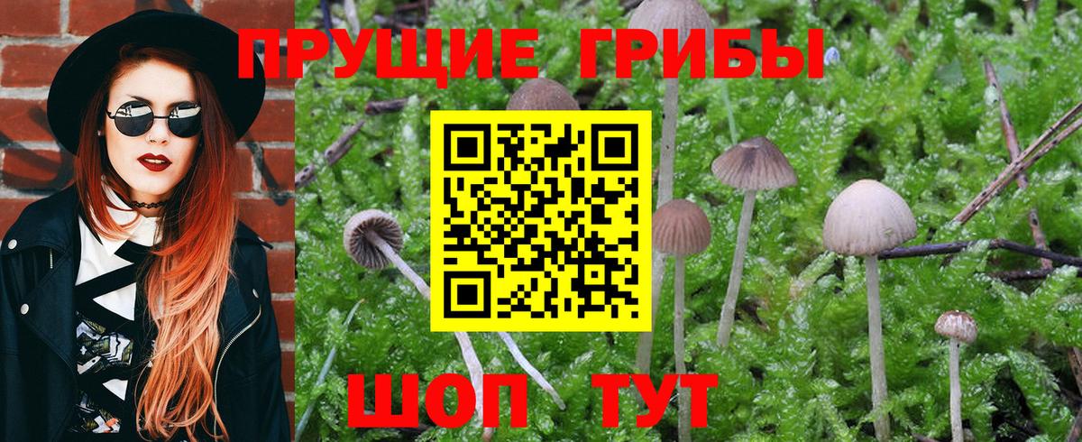 Галлюциногенные грибы Cubensis Камышин