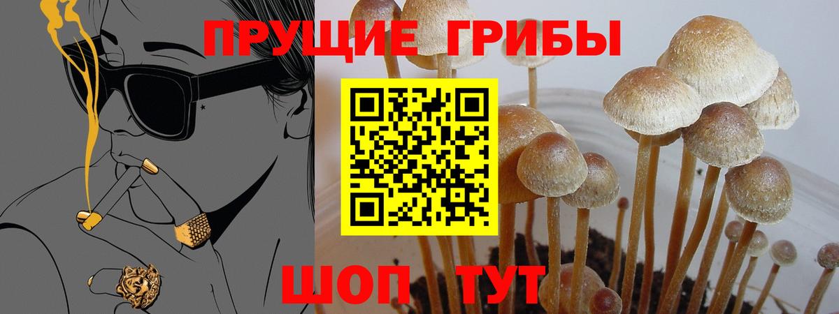 Камышин  Псилоцибиновые грибы Psilocybe  Псилоцибиновые грибы мухоморы  Вход с VPN 